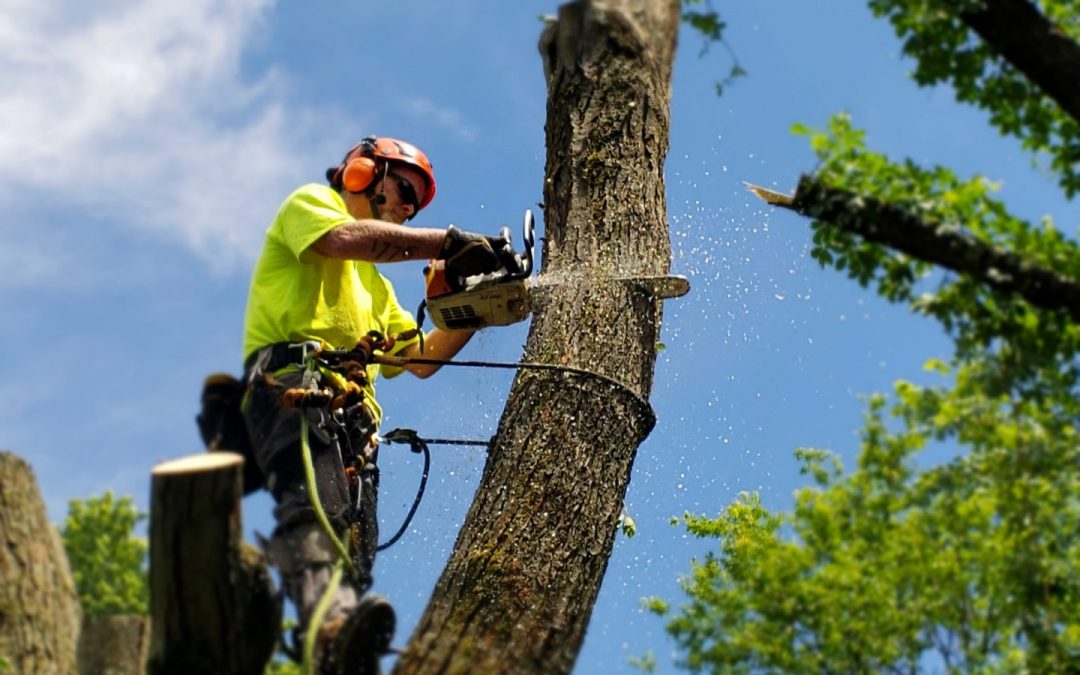 What Can Be The Signs To Call A Tree Service Expert