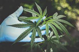 Medical Cannabis Market Size To Grow At A CAGR Of 24% During 2023-2028